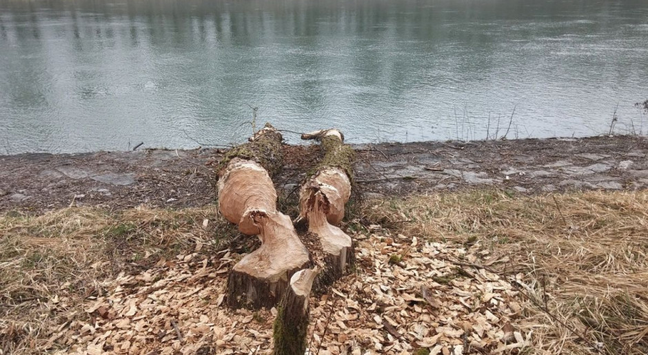 Odszkodowań za drzewa uszkodzone przez bobry nie przewidziano