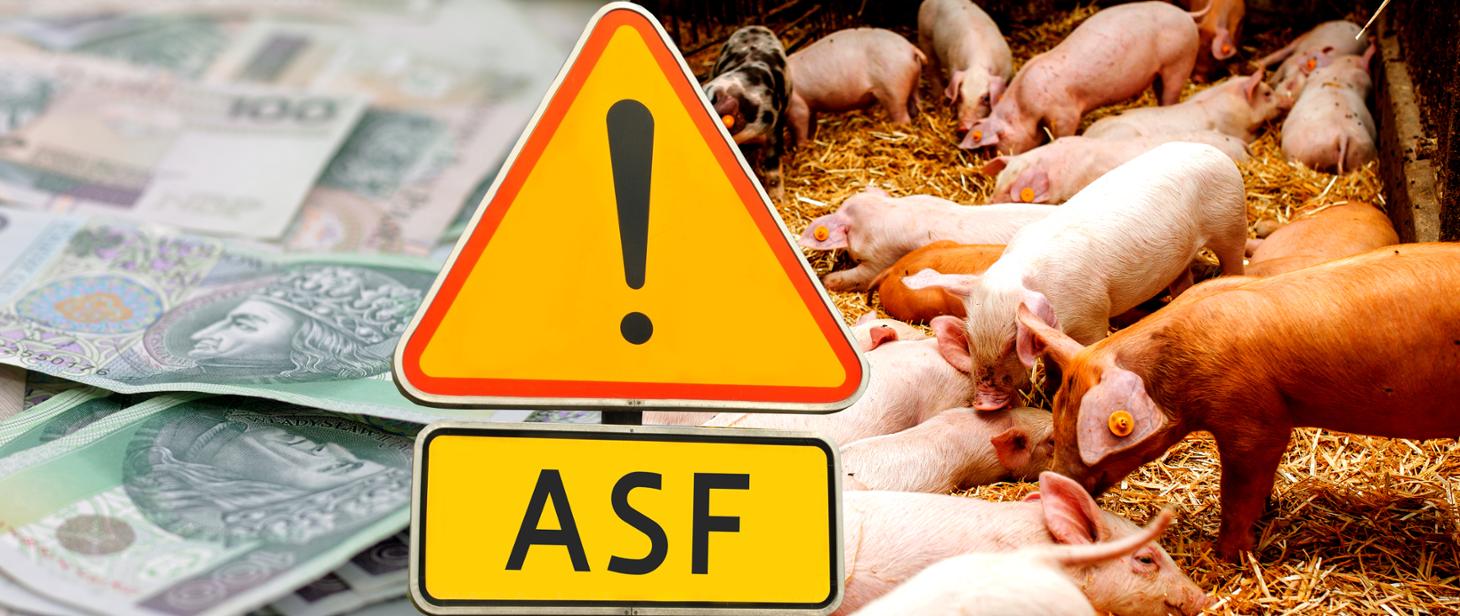 Ruszył nabór wniosków o wsparcie dla hodowców świń z terenów ASF, którzy utracili dochody w związku z zaprzestaniem produkcji