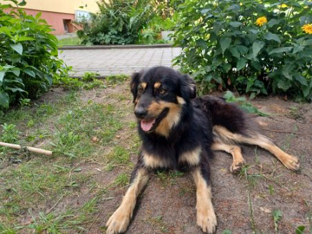 Poszukujemy nowego właściciela dla psa błąkającego się na terenie Wspólnoty Mieszkaniowej w Sobieszynie/Brzozowej. Kontakt przez gminę.