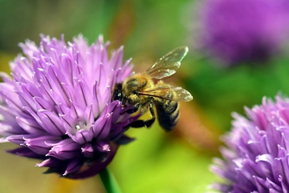 pszczoła siedządza na kwiacie