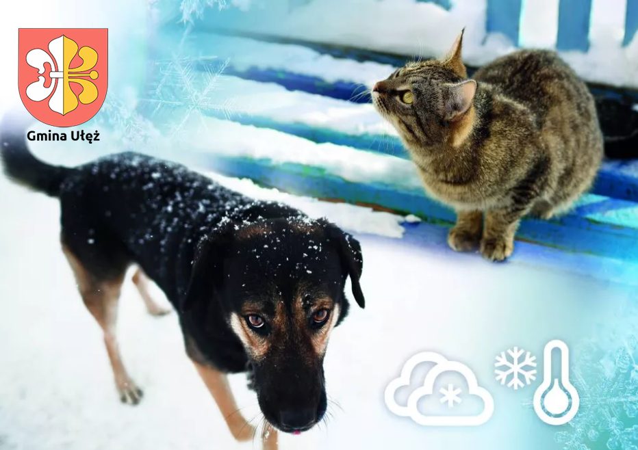 Informacja dotycząca sprawowania opieki nad zwierzętami zimą